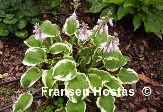 Hosta Bold Edger